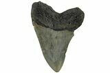 Serrated, Fossil Megalodon Tooth - North Carolina #200677-1